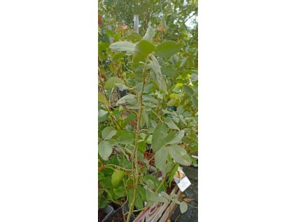 Růže dužnoplodá - Karpatia - kontejner 2 l