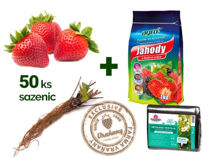 Frigo Sazenice Jahod (prvním roce, frigo sazenic, kořenového krčku, průměrem kořenového, průměrem kořenového krčku) Frigo Sazenice Jahod