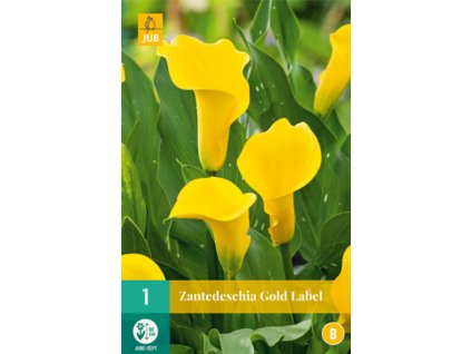 kala kornoutice zantedeschia gold label 14 16 1 ks
