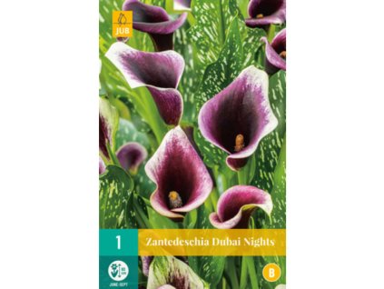kala kornoutice zantedeschia dubai nights 14 16 1 ks