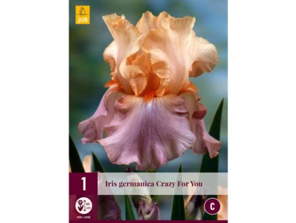 kosatec germanica crazy for you 1 ks