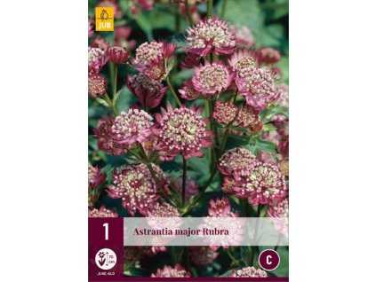 Jarmanka (Astrantia) - Major Rubra