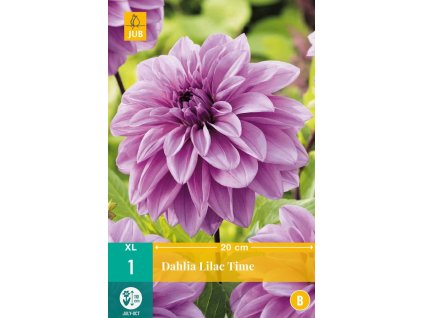 Jirina velkokveta Lilac Time 1 hliza serikove fialova karta