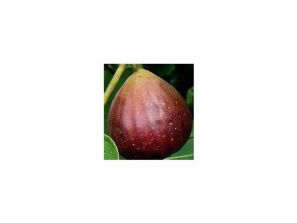 Ficus carica BrownTurkey fruitleaves DougMcAbee ccbync20