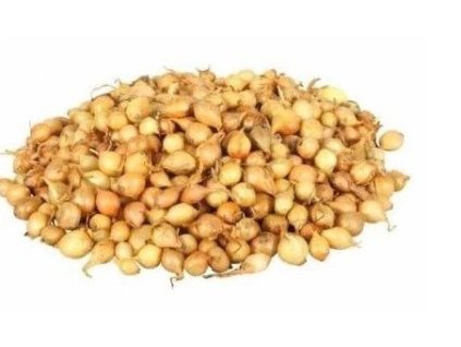 Sazečká cibule ozimá - Augusta 250 g