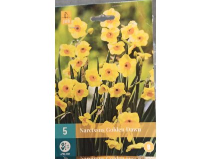 Narcis - Golden Dawn