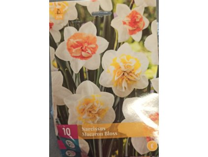 Narcis - Macaron Bloss