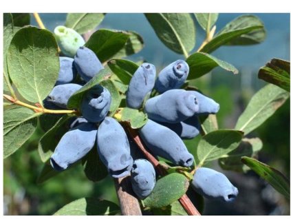 Zimolez - Strawberry Sensation® - kontejner 2 l