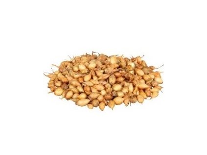 Sazečka cibule - Všetana 250 g