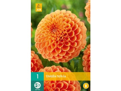 Jirina kulovita Sylvia 1 hliza merunkova karta