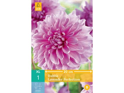 Jirina Dahlia Lavender Perfection 1 hliza karta