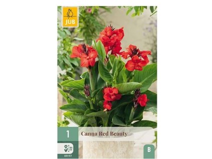 43410 dosna red beauty 1 ks