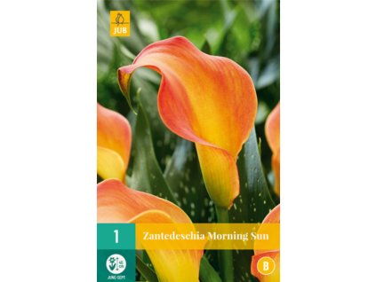 kala kornoutice zantedeschia morning sun 14 16