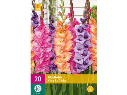 mecik gladiolus viva la vida 20 cibuli