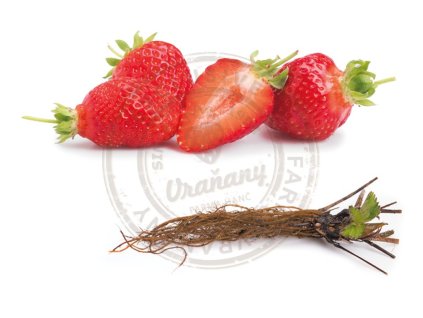 Flair - raná odrůda (EXLUSIV - frigo) 10 ks