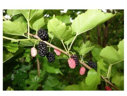 Moruše ‘Gerardi Dwarf’ - kontejner 2 l