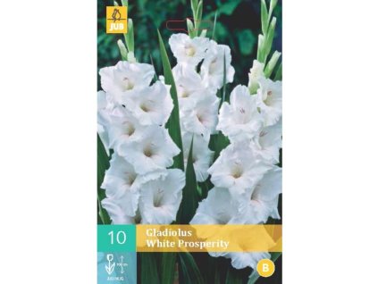 mecik white prosperity 10 cibuli