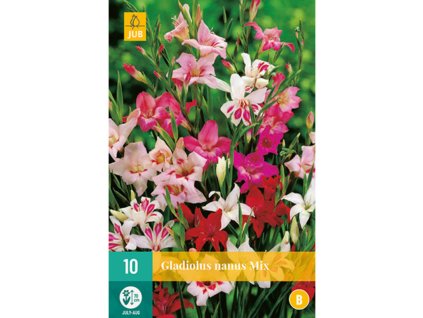 mecik gladiolus nanus mix 8 9 10 ks