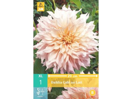 Jiřina - Café au Lait