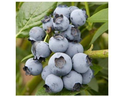 3513 ab4b21f57754cd3981bc4b0d011d82e9 image 600x600