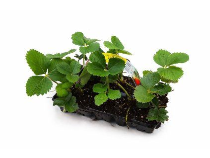 ChatGPT Image 4. 4. 2026 10 14 56