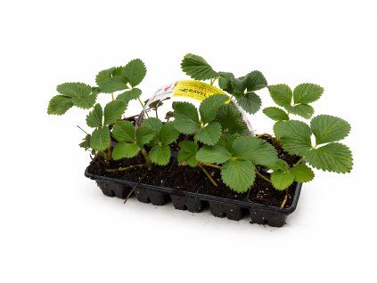 ChatGPT Image 4. 4. 2026 10 13 52