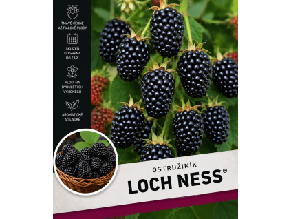 lochness1