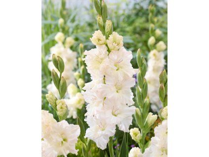 gladiolus ivory perfection 1