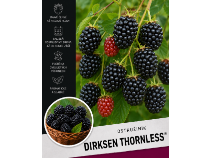 Ostružina ‘Dirksen Thornless’1