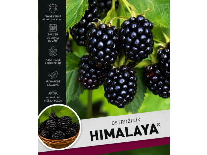himalaya