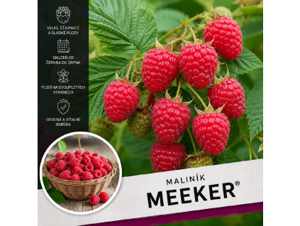 Maliník meeker