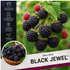 black jewel