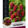 Tayberry