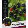 thornfree1