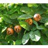 800px Medlar pomes and leaves