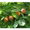 800px Medlar pomes and leaves