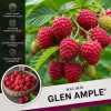 Glen Ample