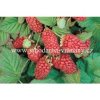 Boysenberry