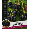 chester