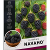 navaho