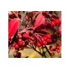 aronia arbutifolia brilliant 250x250 RbMgKyn