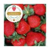 Wendy - raná odrůda (EXKLUSIV - frigo) 10 ks