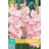 Mečík (Gladiolus) - Rose Supreme