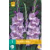 Mečík (Gladiolus) - Milka