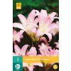 x 1 amaryllis belladonna 20
