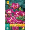 Frezie Double Pink 15 cibuli ruzova