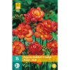 freesia dubbel rood 15 cibuli