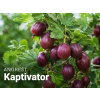 kaptivator