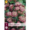 Jarmanka (Astrantia) - Major Rubra