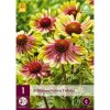 trapatka echinacea green twister i 1 ks